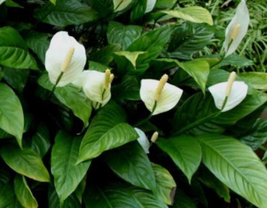 一帆風順水養(yǎng)還是土養(yǎng)，土養(yǎng)最為合適(水養(yǎng)易爛根)