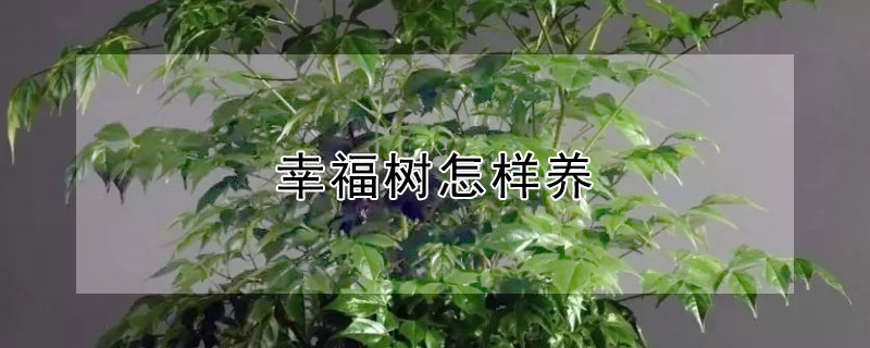 幸福樹怎樣養(yǎng)