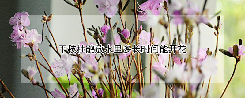 干枝杜鵑放水里多長(zhǎng)時(shí)間能開(kāi)花