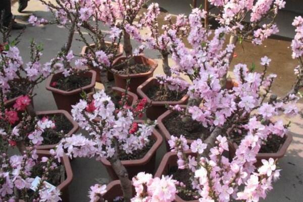 盆栽桃花的養(yǎng)殖方法，保證土壤、環(huán)境適宜