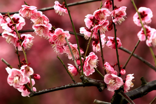 梅花養(yǎng)殖的方法和注意事項
