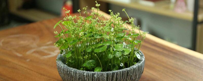 銅錢草冬天怎么養(yǎng)