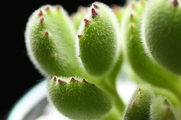 熊童子怎么施肥，熊童子的施肥方法