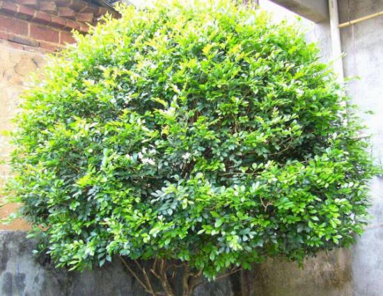 九里香葉子為什么發(fā)黃，九里香葉子發(fā)黃怎么辦