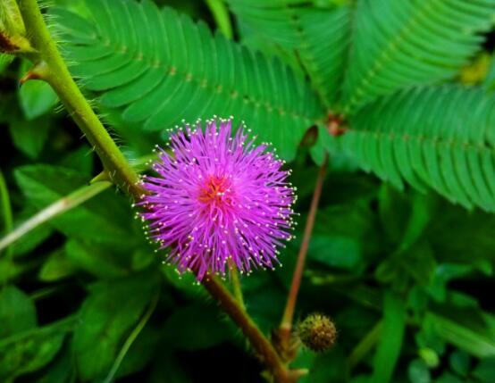 含羞草對人體有害嗎，微毒無害/美化家居、凈化空氣