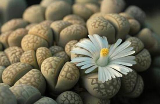 生石花怎么養(yǎng)護(hù)，做好五點生長美觀茂盛