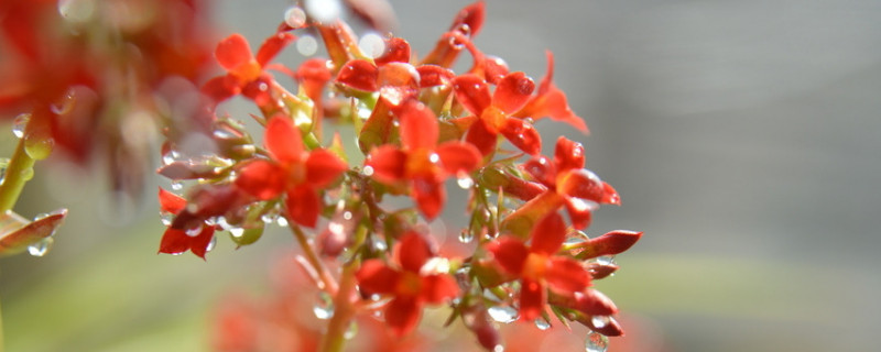 長壽花怎樣打頂摘心