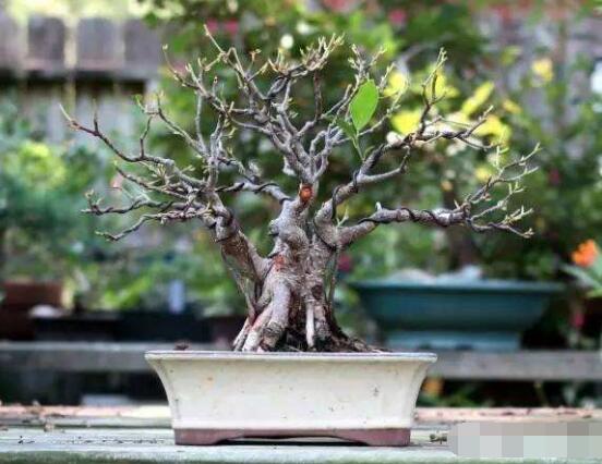 榕樹繁殖方法大全，教你四大繁殖方法(扦插/壓條/播種/嫁接)