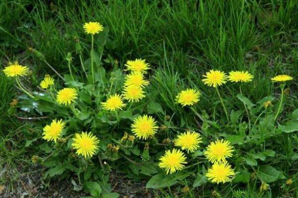 蒲公英種子怎樣種植，可通過5步進行種植