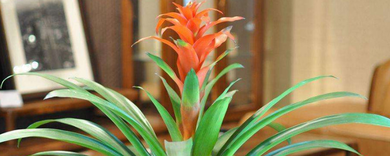 鴻運(yùn)當(dāng)頭開花后有種子嗎