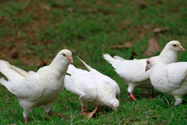 鴿子養(yǎng)多久才不怕飛走