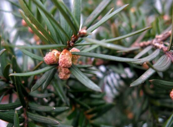 紅豆杉的功效與作用，紅豆杉八大功效與作用