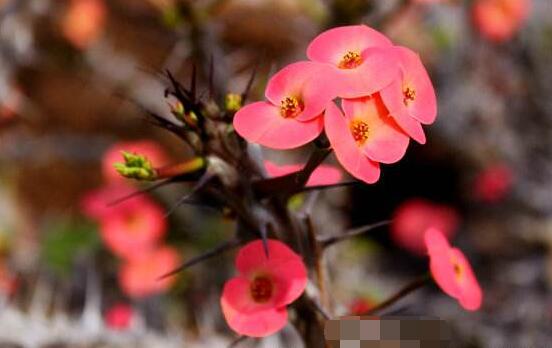 虎刺梅不開花什么原因，老農(nóng)總結(jié)最實用三種解決方法