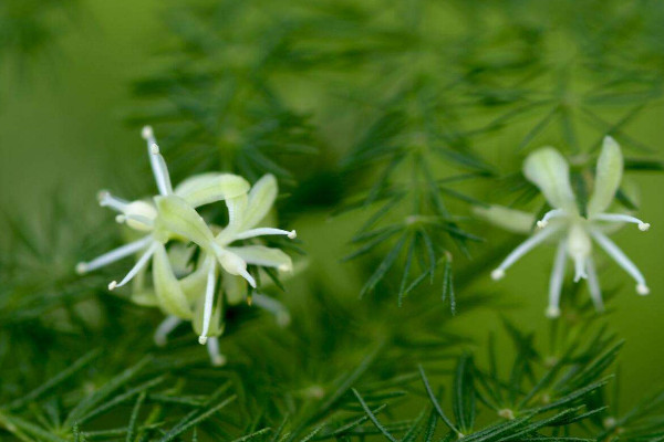 文竹開花是好兆頭嗎，象征好運(yùn)來臨生活幸福