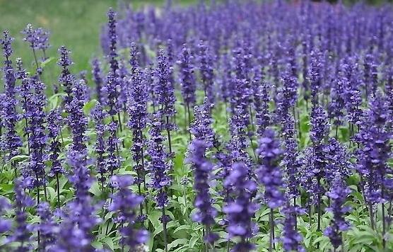 薰衣草精油的功效與用法，美容養(yǎng)顏、舒緩心情