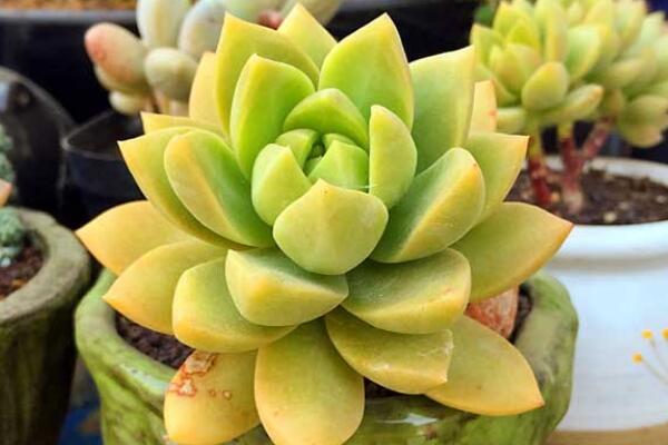 寶石花為什么非常耐旱，因?yàn)樗娜~子能夠蓄水