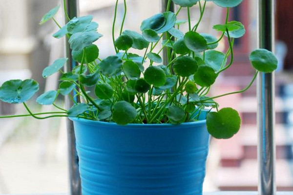 銅錢草冬天怎么養(yǎng)，及時(shí)搬入室內(nèi)進(jìn)行保暖