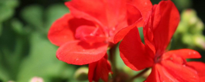 天竺葵苗不長怎么辦