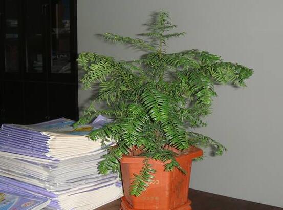 紅豆杉放家哪個(gè)位置好，教你六種最佳擺放地點(diǎn)(招財(cái)生旺)