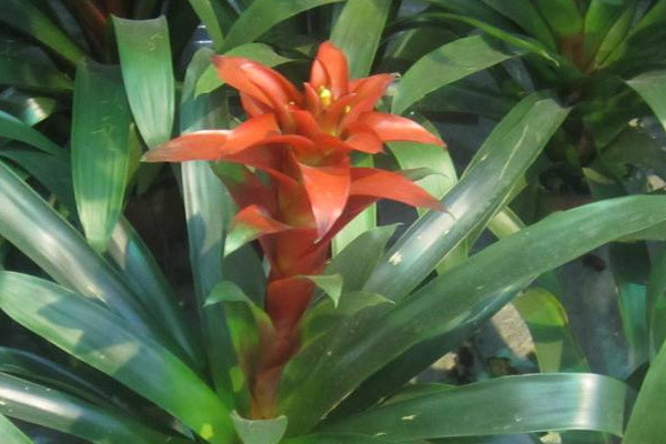 鴻運當(dāng)頭和水塔花一樣嗎