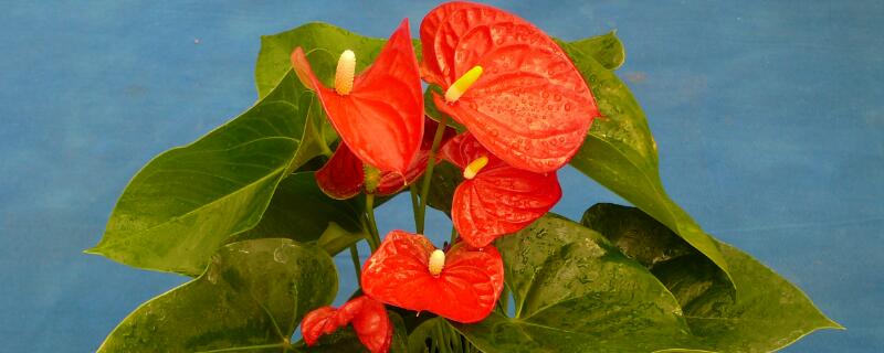 火鶴的養(yǎng)殖方法和注意事項(xiàng)