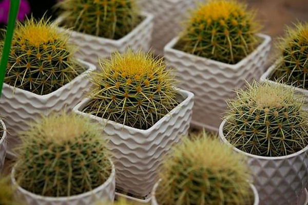 仙人球放在臥室好嗎，仙人球放臥室的5大好處