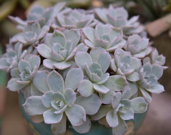 生石花長(zhǎng)高了怎么辦，老農(nóng)教你最直觀常見(jiàn)三種解決辦法