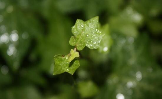 常春藤葉子發(fā)黃的原因有三，讓它重新恢復(fù)生機(jī)