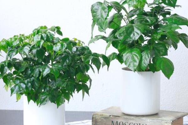 幸福樹用什么土，用園土、腐殖土和沙子配制