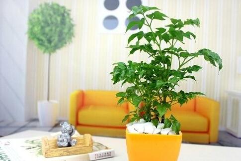 幸福樹的葉子全蔫了，從4個方面解決出現的問題