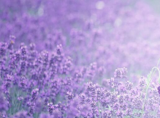 藍(lán)色薰衣草花語(yǔ)，一對(duì)戀人之間的心心相印