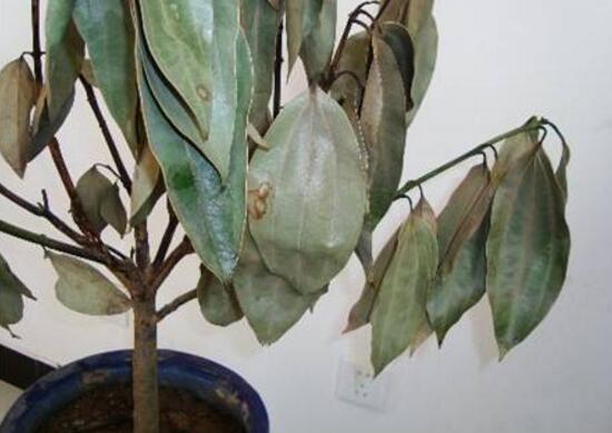 平安樹爛根怎么辦，平安樹爛根處理方法