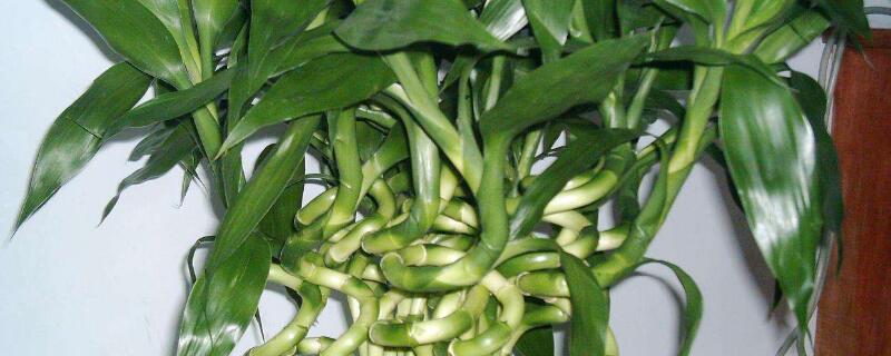 水培轉(zhuǎn)運竹發(fā)黃怎么辦