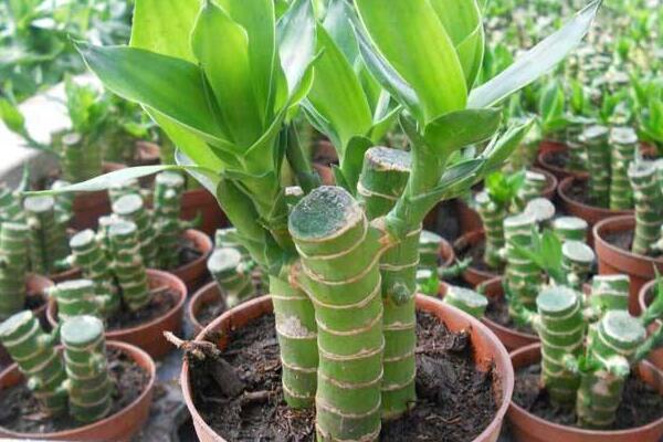 富貴竹發(fā)黃怎么辦