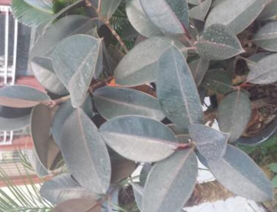 橡皮樹幾月份砍頭好，6-7月是最佳砍頭時(shí)間