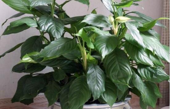 萬年青種類有哪些，八種萬年青種類概述