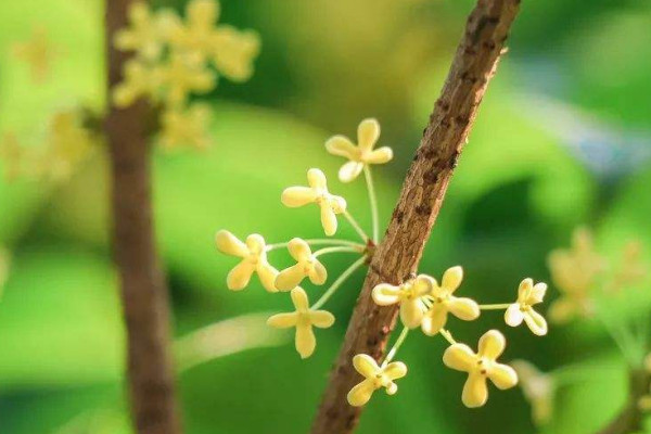 什么樹(shù)可以嫁接桂花