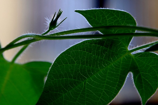 牽?；ㄈ~子發(fā)黃什么原因