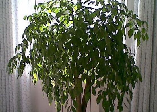 幸福樹怎么繁殖，教你三種繁殖方法(播種/壓條/扦插)