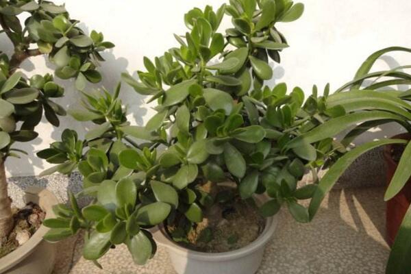 燕子掌冬天怎么養(yǎng)殖，做好以下4點(diǎn)可保植株順利越冬