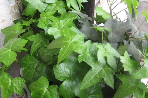 常春藤葉子干枯怎么辦，控水遮陰/除蟲換盆