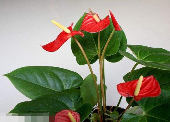 紅掌怎么養(yǎng)才能開(kāi)花，只需要做好六點(diǎn)花開(kāi)茂盛