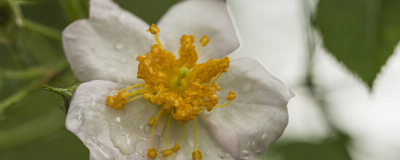 金櫻子的生長(zhǎng)周期