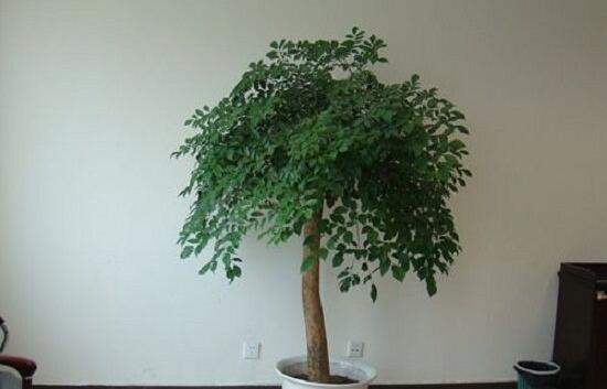 幸福樹(shù)病蟲(chóng)害，盤(pán)點(diǎn)最常見(jiàn)的四種病蟲(chóng)害防治大全