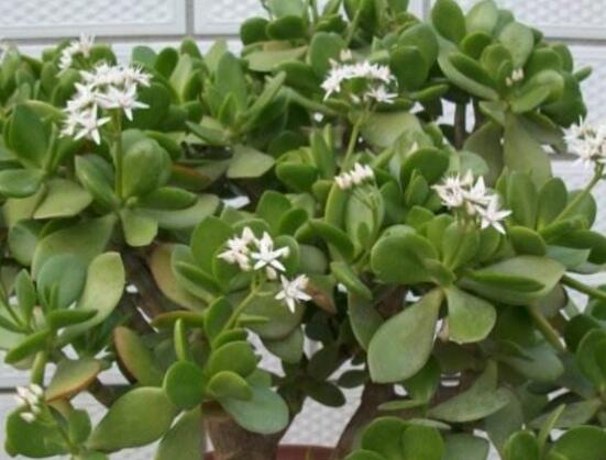 玉樹(shù)常見(jiàn)的病蟲(chóng)害防治，教你四種辦法簡(jiǎn)單學(xué)會(huì)