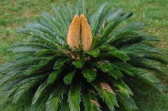 鐵樹開花好不好，象征著幸福、吉祥、富貴