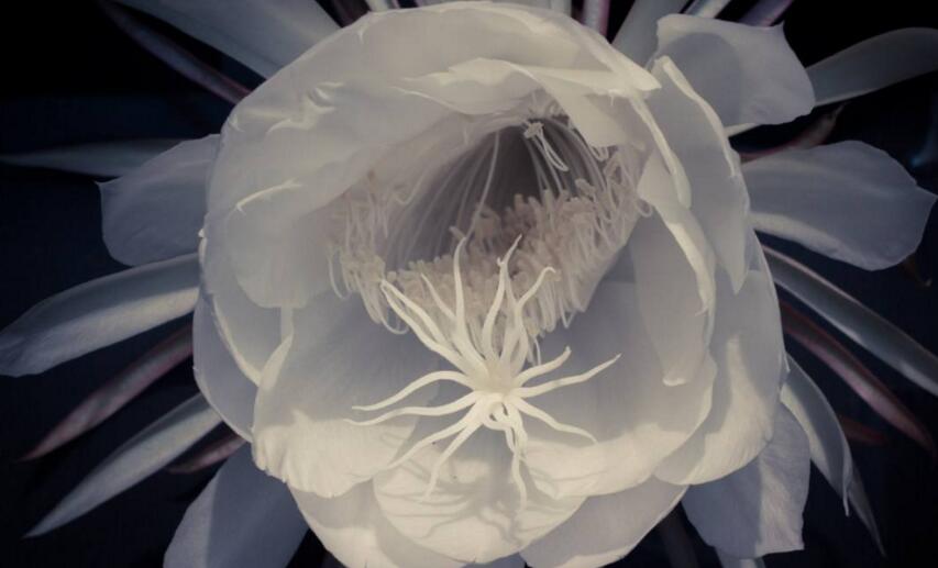 曇花象征著什么意思，稍縱即逝的永恒