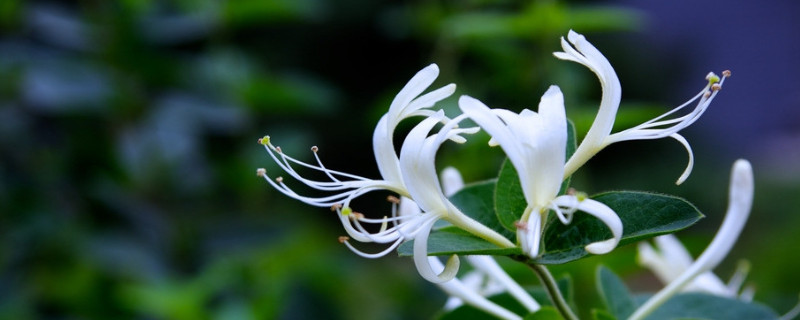 金銀花會(huì)結(jié)果嗎