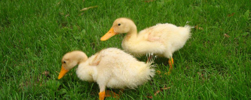 小鵝多久可以露天養(yǎng)