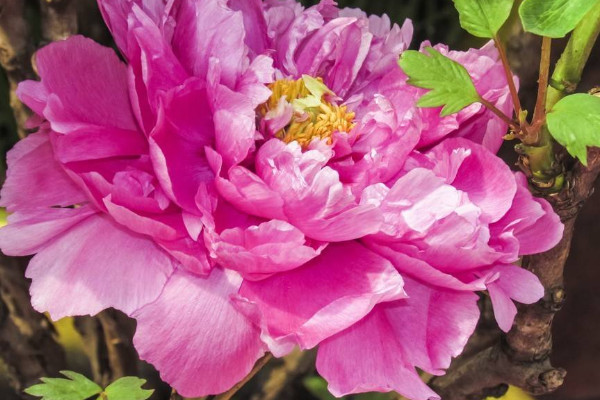 牡丹花種子能種出來嗎